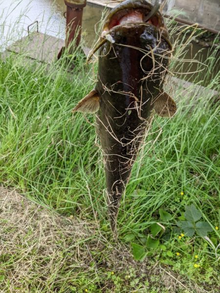 癒しのナマズ釣り