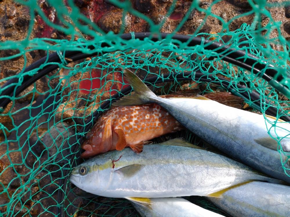 キジハタ1匹！フクラギ4匹！（お）