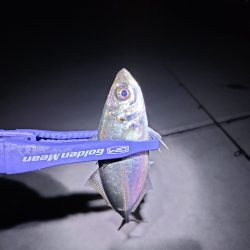 釣り浴が抑えれず…