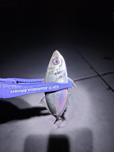 釣り浴が抑えれず…