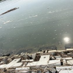 テナガエビ調査