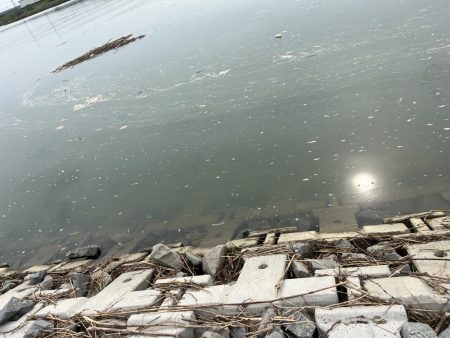 テナガエビ調査