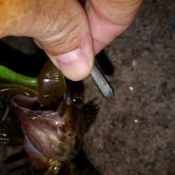 久しぶりの釣り