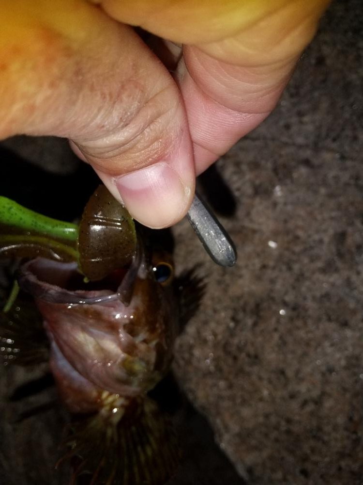 久しぶりの釣り