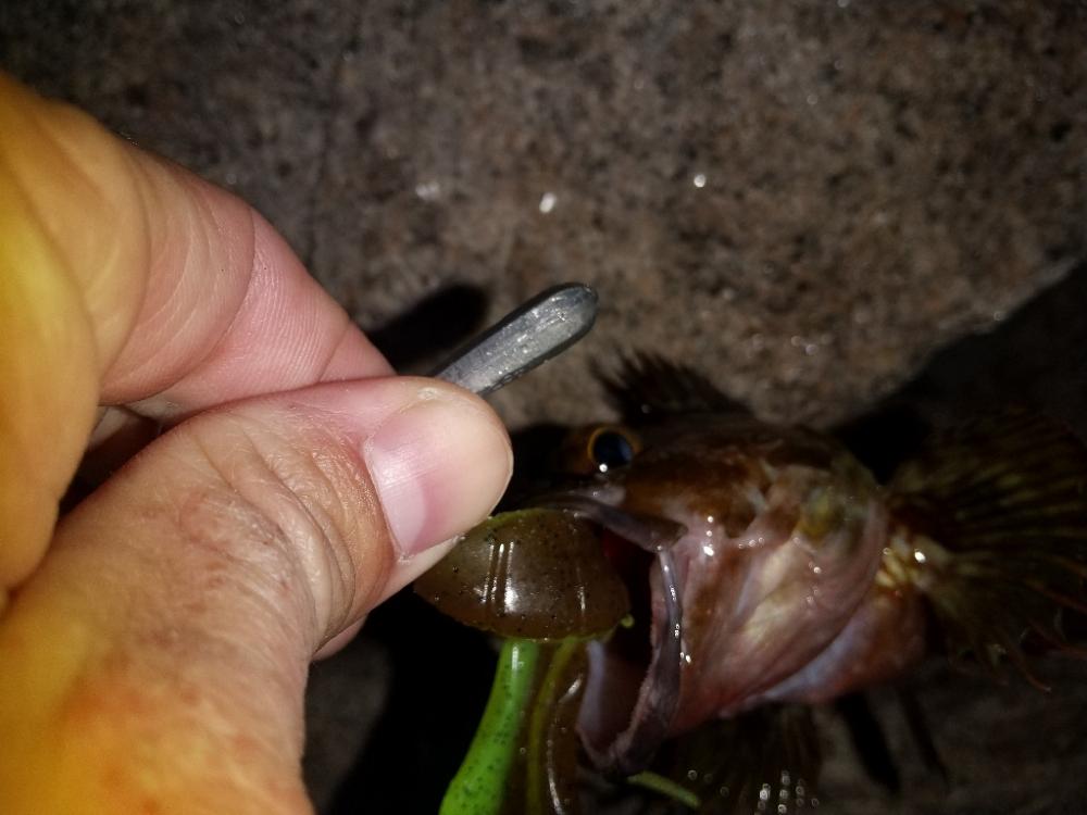 久しぶりの釣り