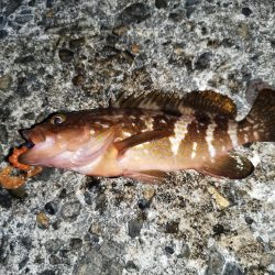 今期初アコウ連発も…