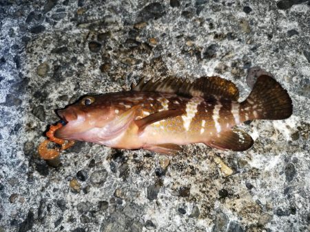 今期初アコウ連発も…