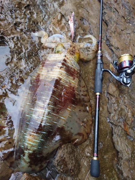 雨風エギングIN対馬