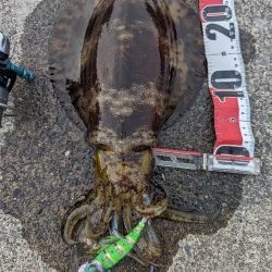 マズメにドンッ！