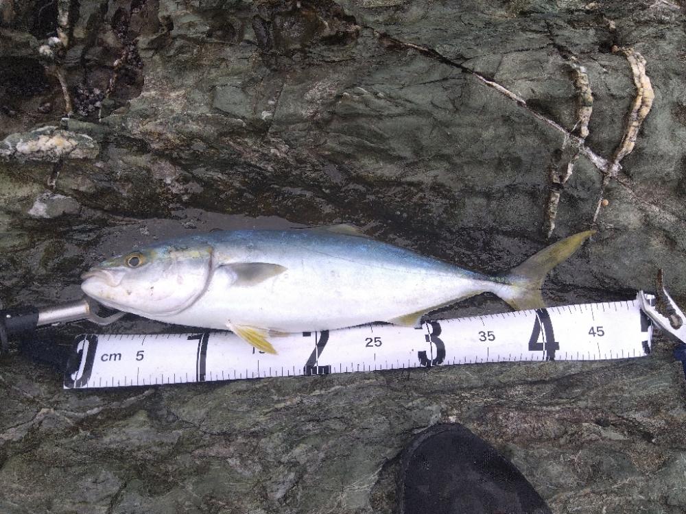 半年ぶりのハマチに泣けた