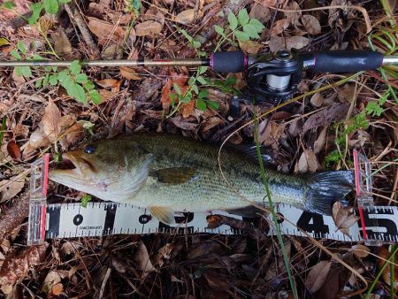 シャローにいました