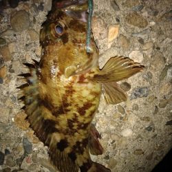 ちょい釣り20230503