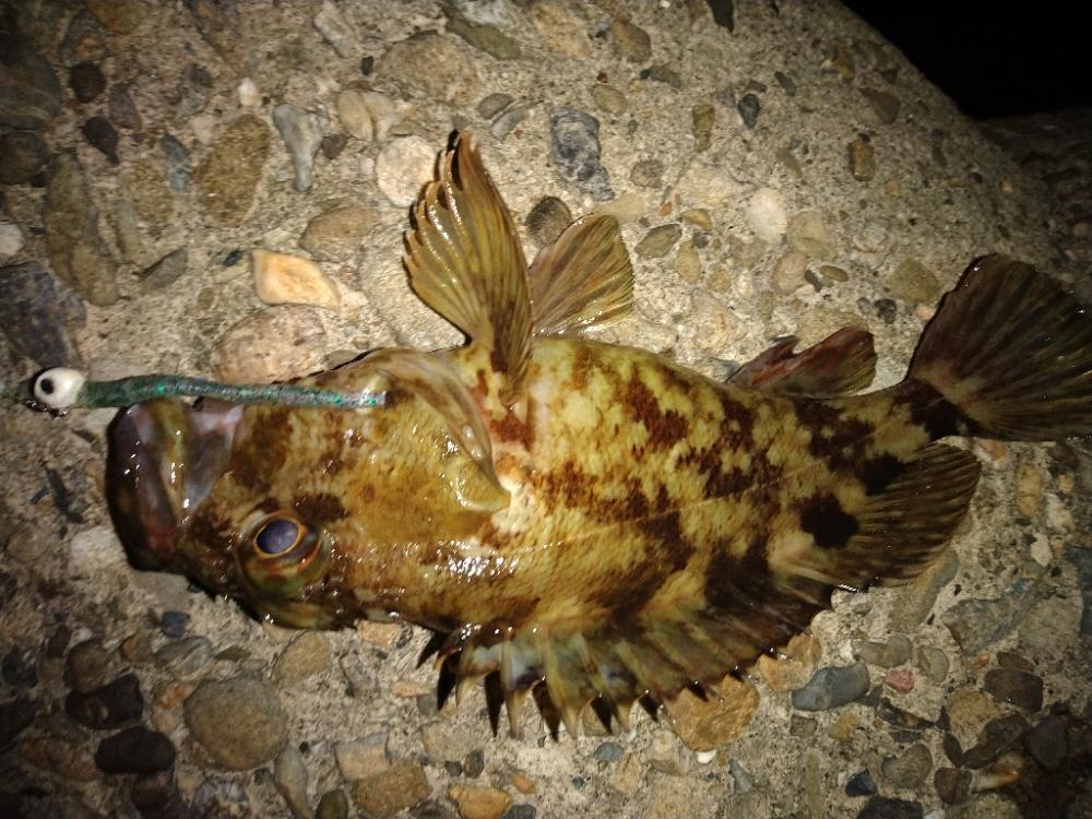 ちょい釣り20230503