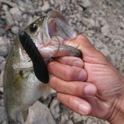 カバスキャで1本