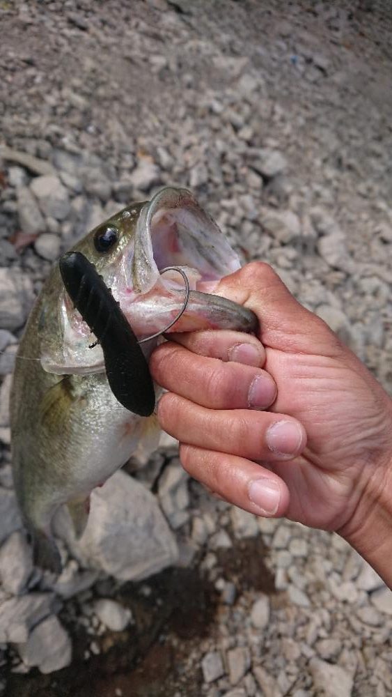 カバスキャで1本