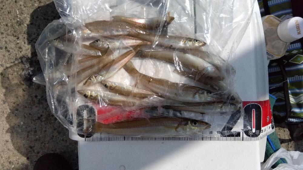 苅屋海岸のキス釣り