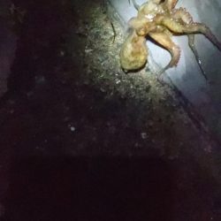 🐙明石タコちゃん…