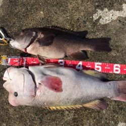 コフダイ釣りルーム