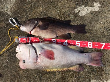 コフダイ釣りルーム