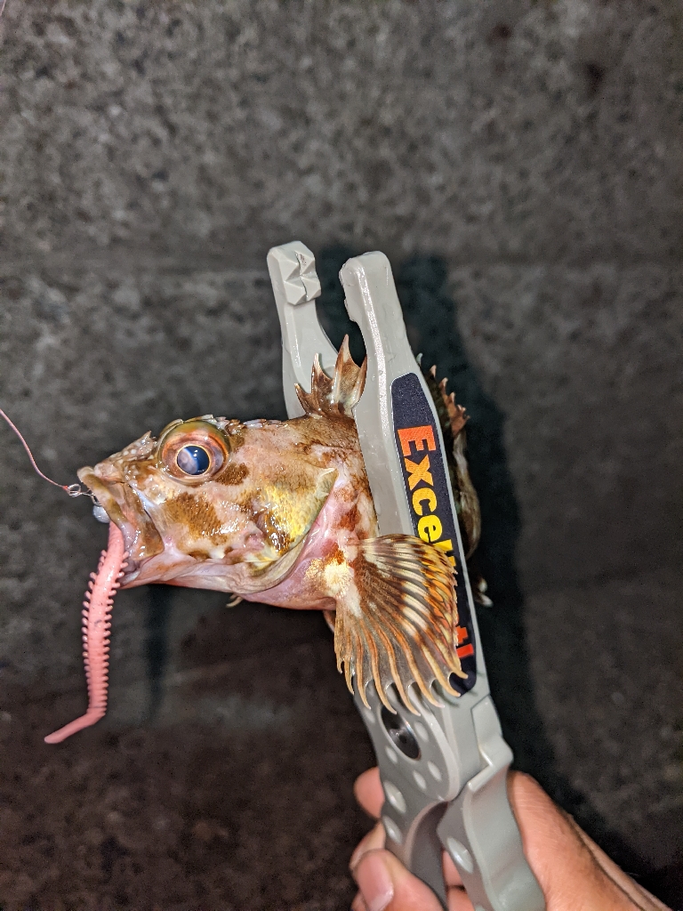 それでも釣りに行く…