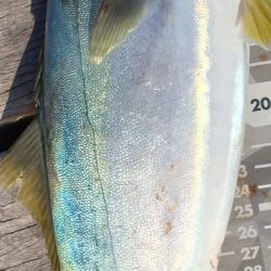 カンパチ痛恨のバラし…ハマチリリースサイズ…