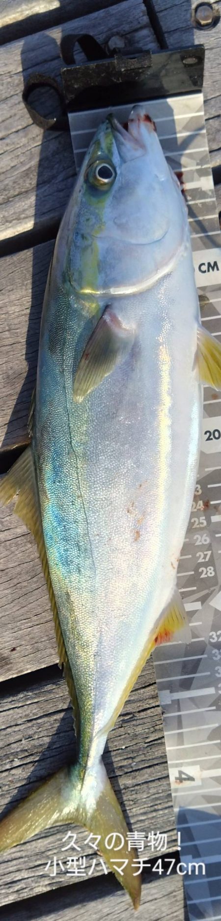 カンパチ痛恨のバラし…ハマチリリースサイズ…