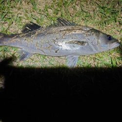 久しぶりのシーバス