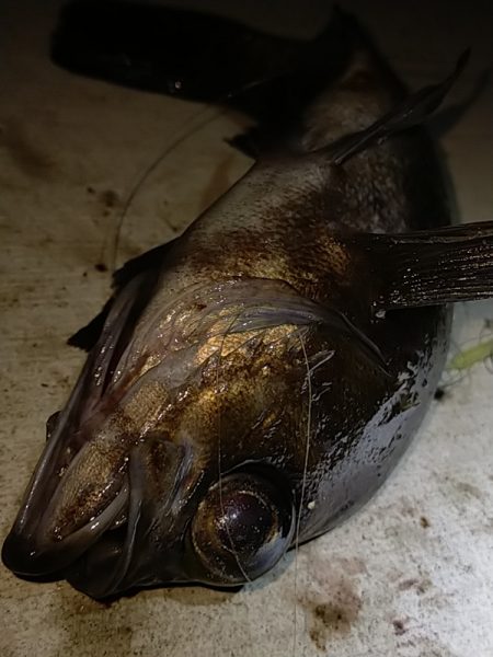 根魚だけは好調