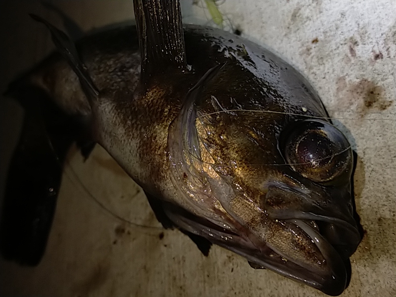 根魚だけは好調