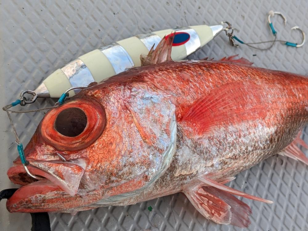 中深海アカムツ釣り