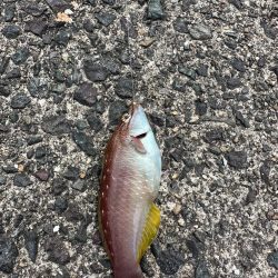 爆風でも釣りに