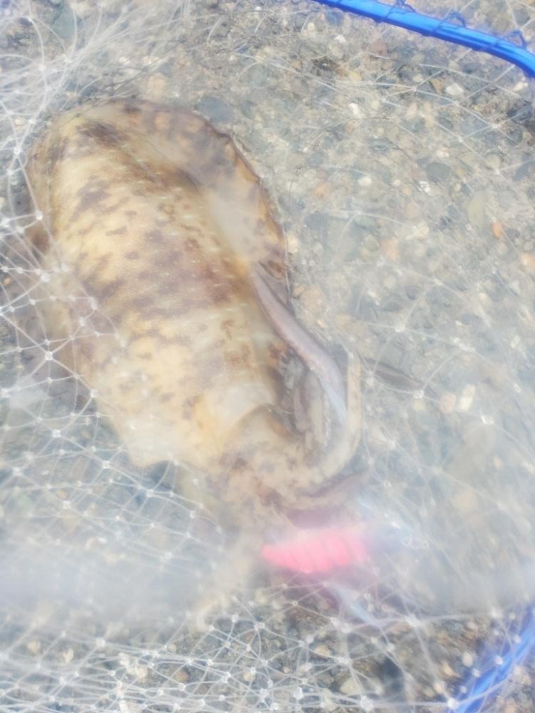 エギング　今季最大