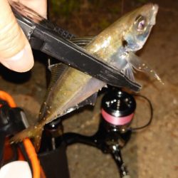 最近は何かいるな