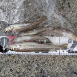 苅屋海岸のキス釣り