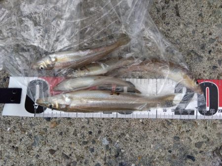 苅屋海岸のキス釣り