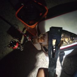 助松埠頭　夜アジング