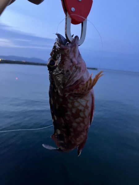 小潮の夕まずめに小1時間２日目