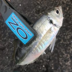 朝マズメのアジ釣り