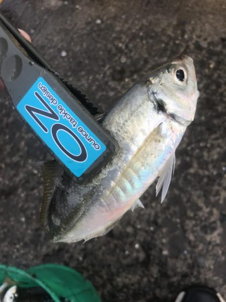 朝マズメのアジ釣り