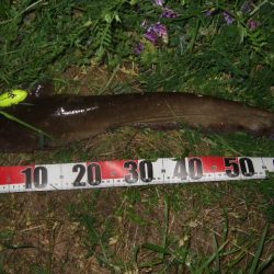 シーズン初釣行 ベストシーズンのナマズトップゲーム