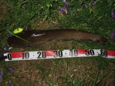 シーズン初釣行　ベストシーズンのナマズトッ…