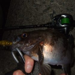 水潮の影響でイマイチ