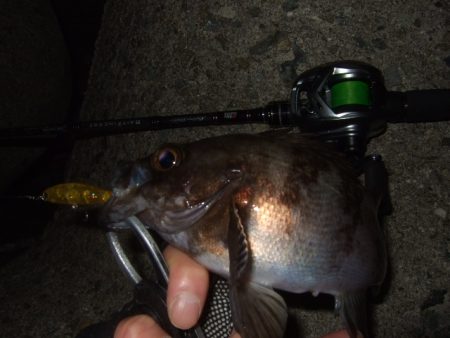 水潮の影響でイマイチ