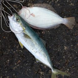 ヒラメ・フクラギ釣れました！