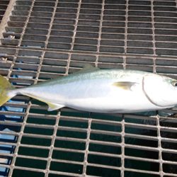 泳がせ釣り満足釣果