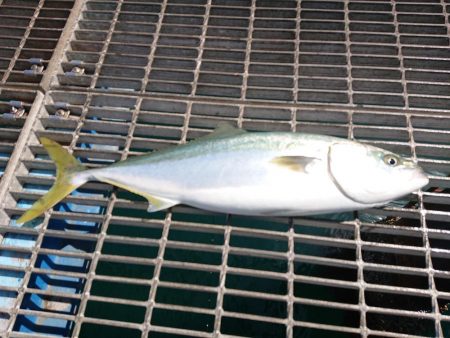 泳がせ釣り満足釣果