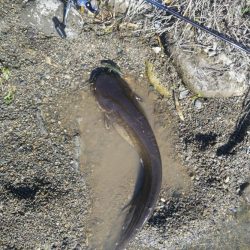 川バス狙い打ち