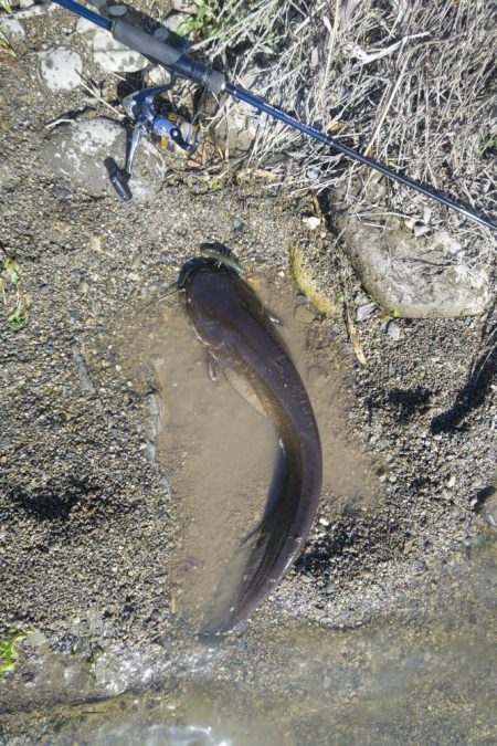 川バス狙い打ち