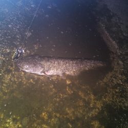 トップでナマズ