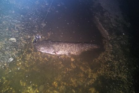 トップでナマズ